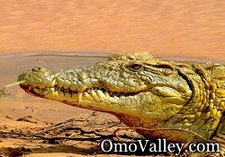 Nile Crocodile in the Omo River